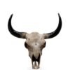 Large Bison Skull Wall Head
