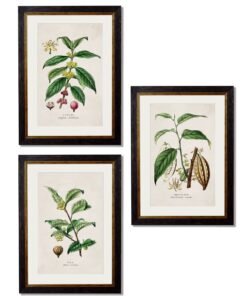 c.1877 Tea, Coffee and Chocolate Plants