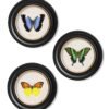 c.1835 Tropical Butterflies - Round Frames