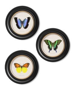 c.1835 Tropical Butterflies - Round Frames