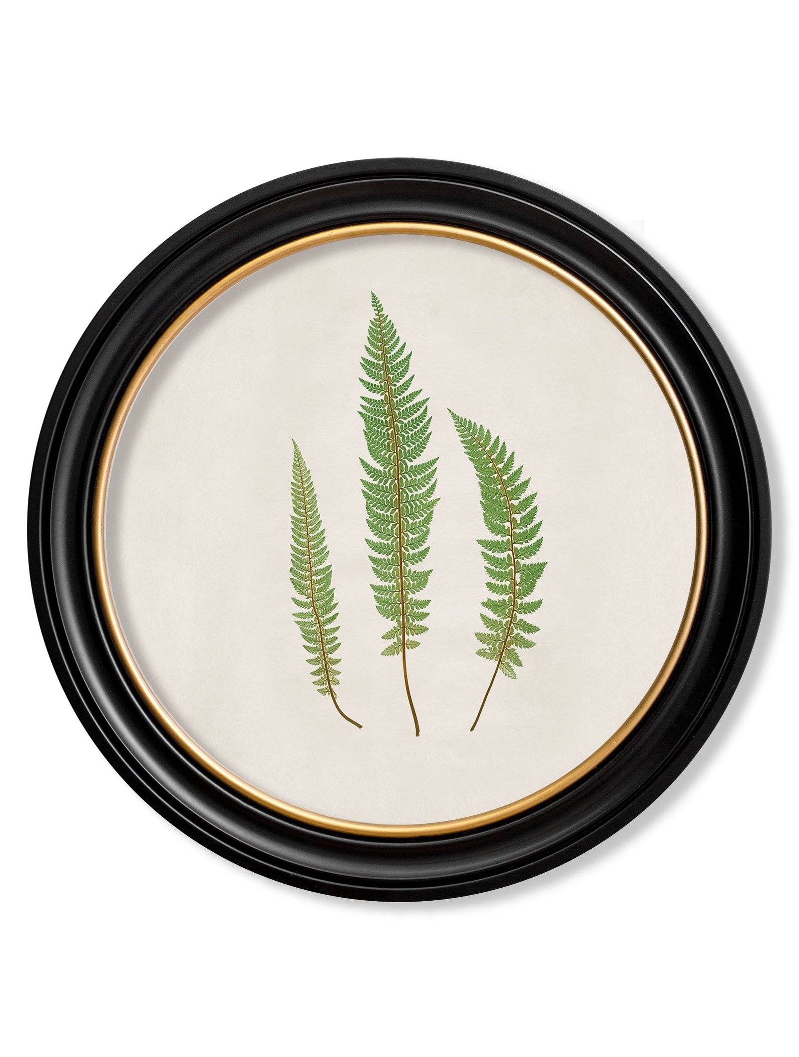 c.1857 Common Prickly Fern - Round Frame
