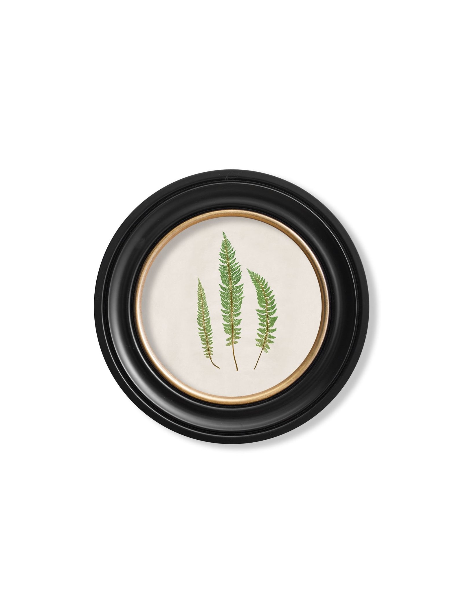 c.1857 Common Prickly Fern - Round Frame - Image 2