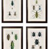 c.1836 Studies of Beetles