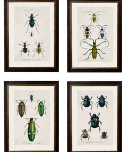 c.1836 Studies of Beetles