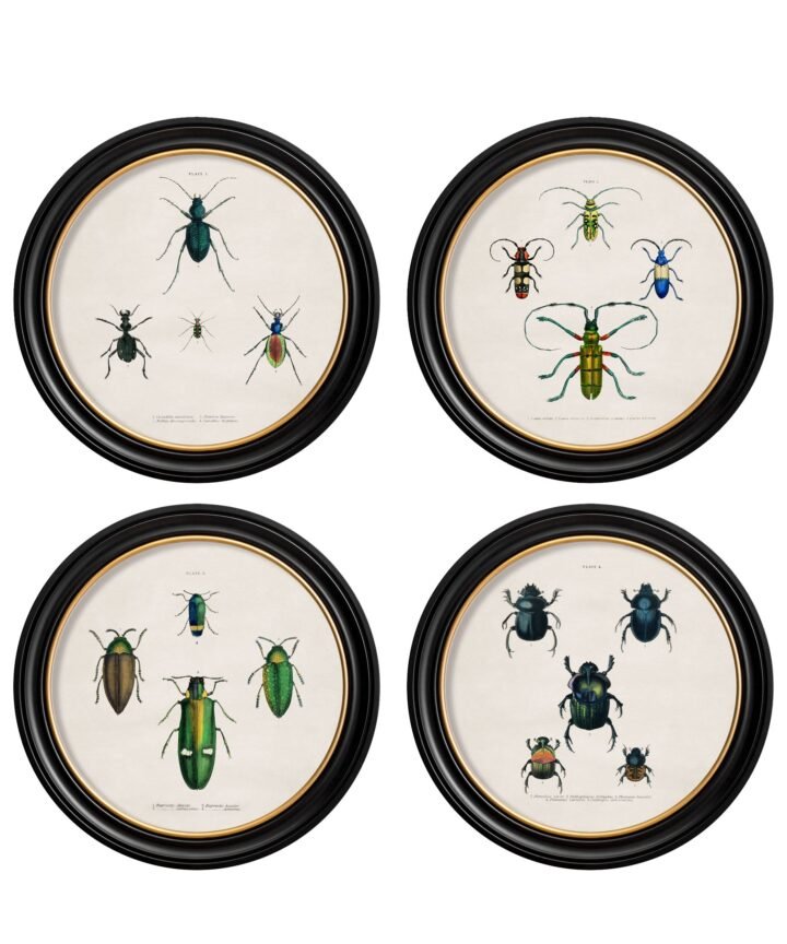 c.1836 Beetle Plates - Round Frame