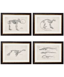 c.1870 Anatomical Skeletons