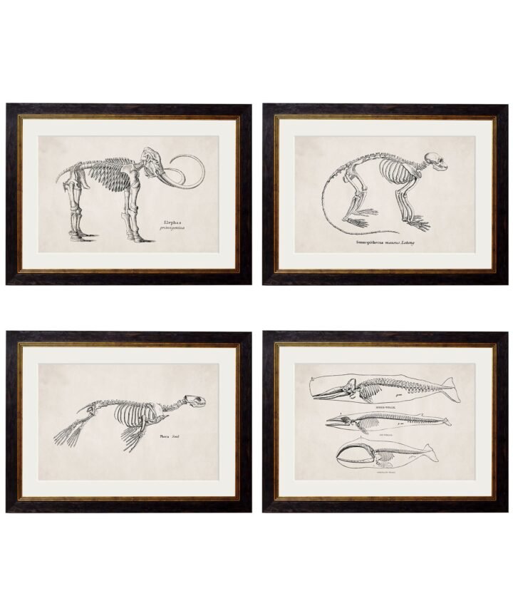 c.1870 Anatomical Skeletons