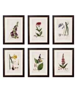 c.1837 British Flowering Plants