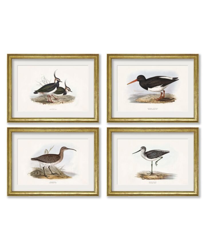 c.1837's British Coastal Birds