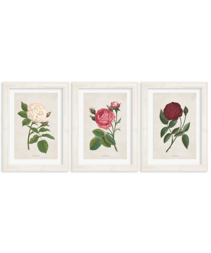 Rose Floral Illustrations