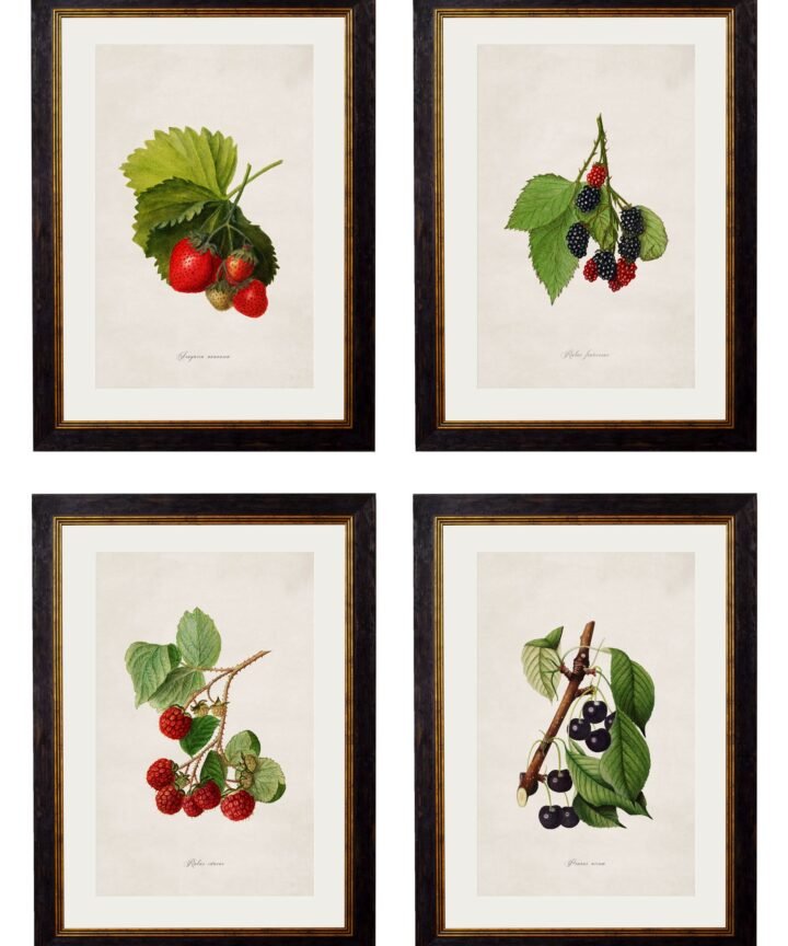 c.1886 Study of Berries & Cherries