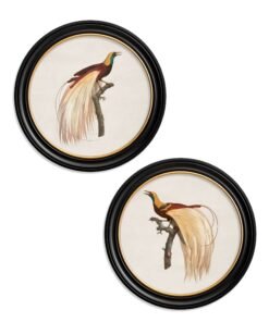 c.1809 Birds of Paradise - Round Frames