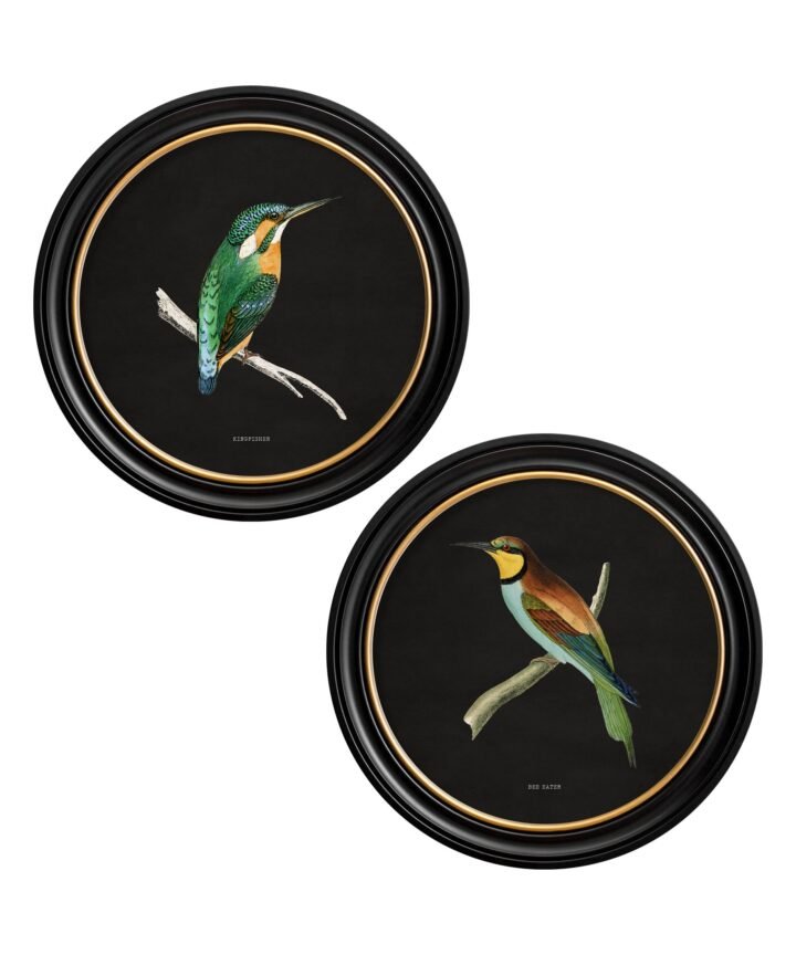 c.1870 Kingfisher and Bee Eater - Black