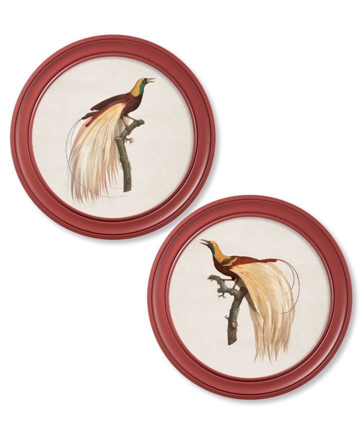 c.1809 Birds of Paradise - Round Frames Red