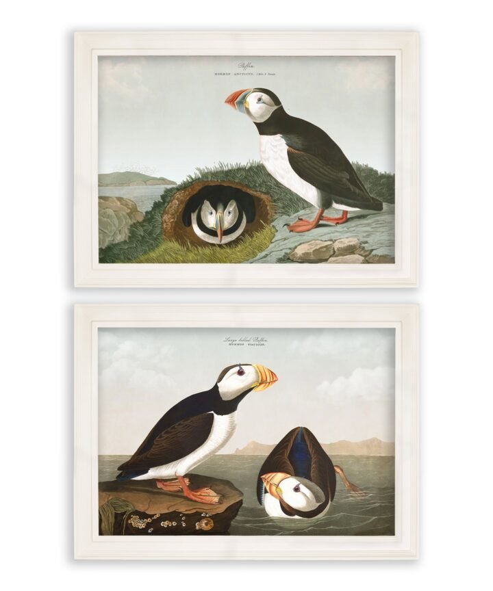 c.1838 Audubon's Puffins