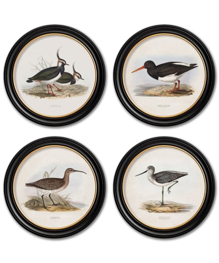 c.1837's British Coastal Birds - Round