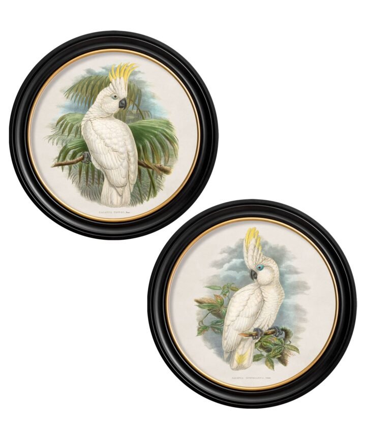 c.1875 Cockatoos - Round Frames