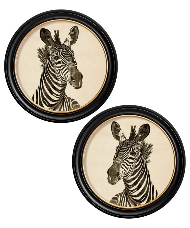 c1890 Zebra Illustrations in Round Frame - Dark