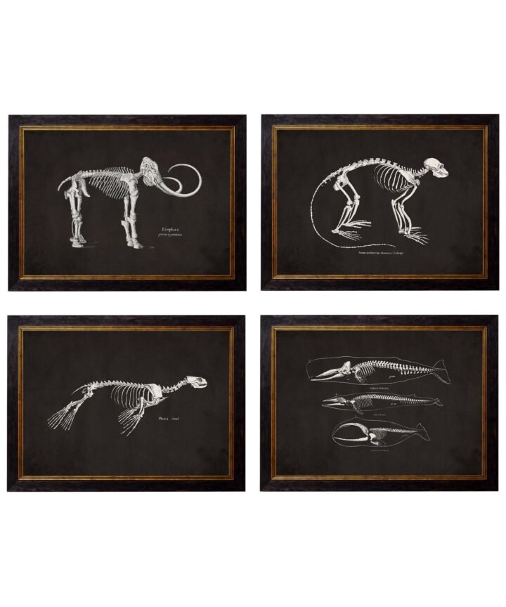 c.1870 Anatomical Skeletons - Dark