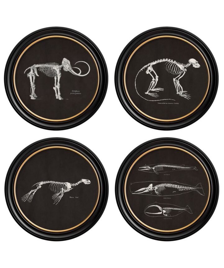 c.1870 Anatomical Skeletons - Dark - Round Frames