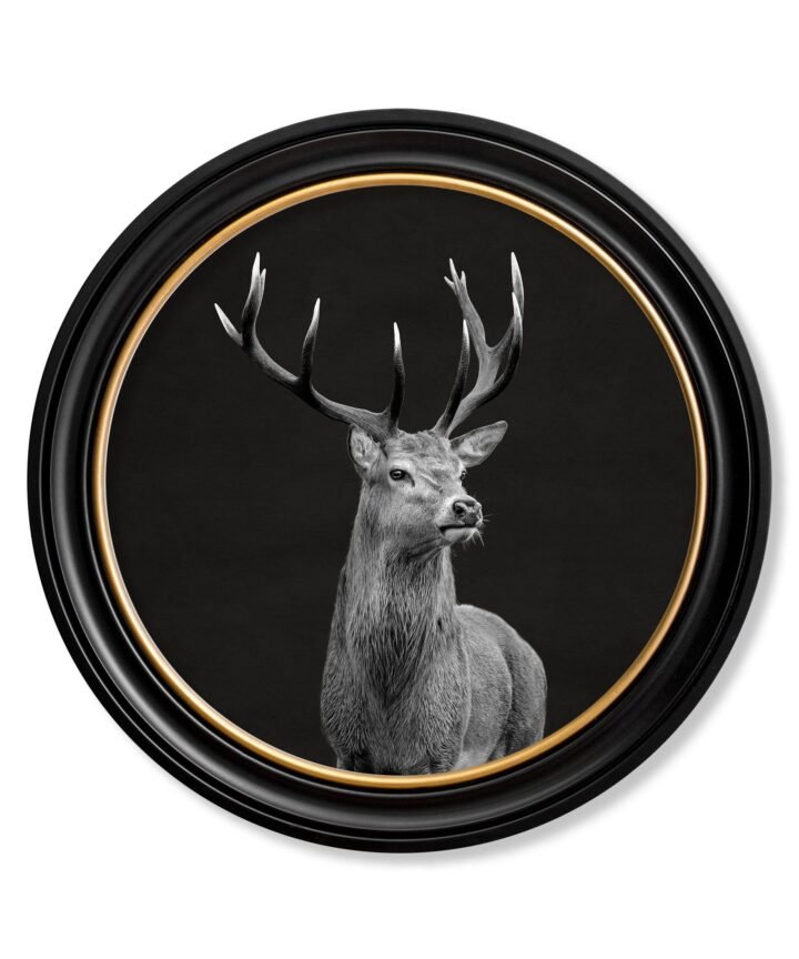Wildlife Photography - Red Deer - Round Frame