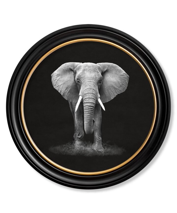Wildlife Photography - Elephant - Round Frame