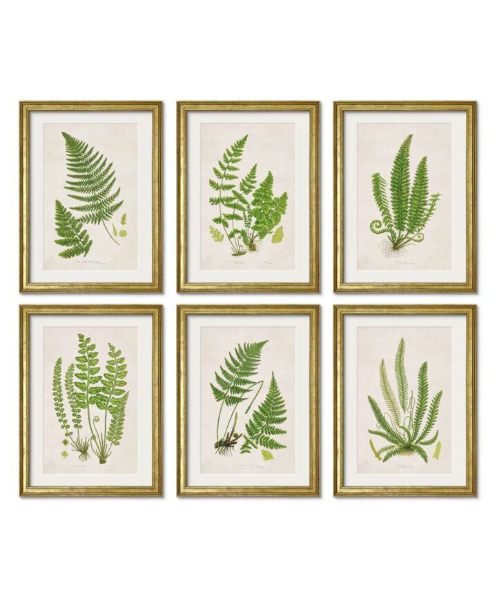 Collection of 6 Ferns
