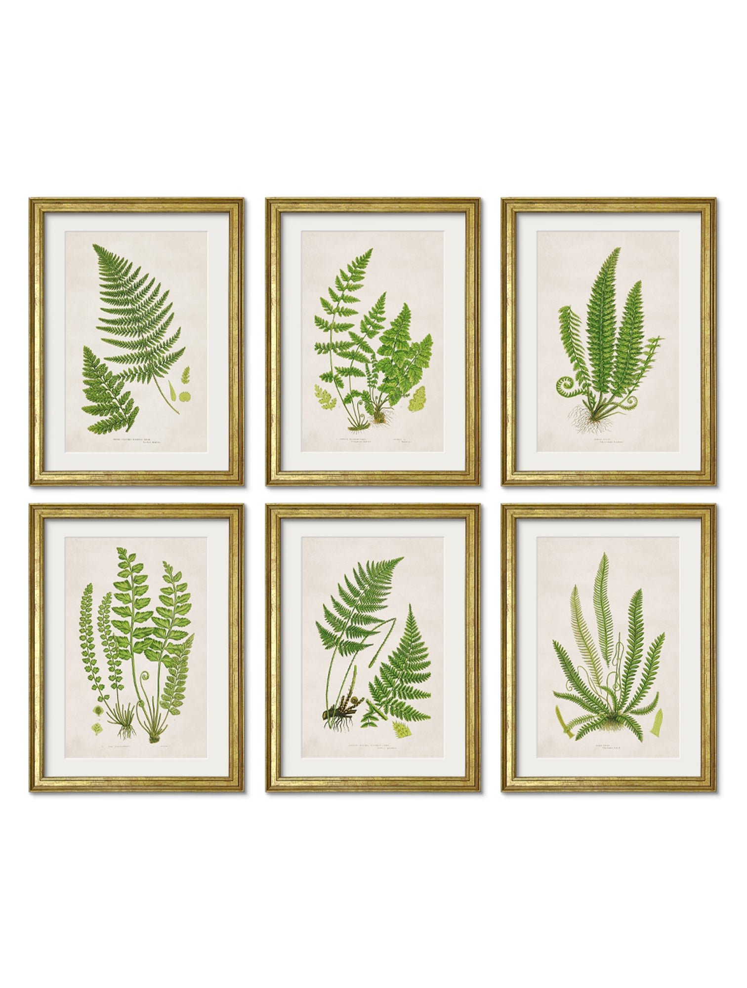 Collection of 6 Ferns