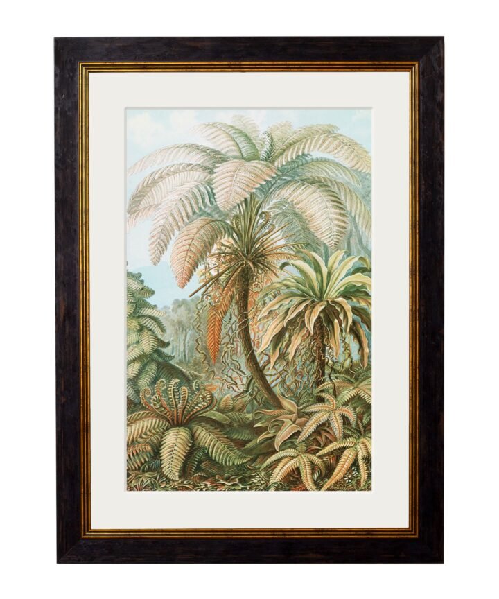 C.1904 Study Of Ferns - Ernst Haeckel