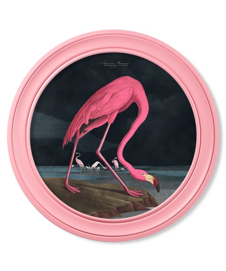 c.1838 Audubon's Flamingo - Dark - Round Frame Pink