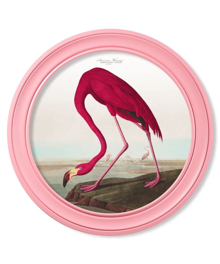 c.1838 Audubon's Flamingo in Pink Frame