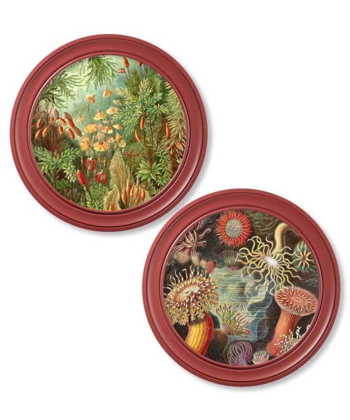 c.1904 Haeckel Flora and Fauna - Round Frames Red