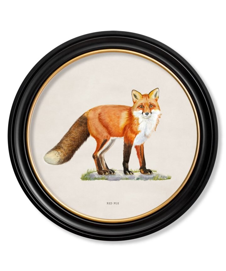 Red Fox - Round Frame