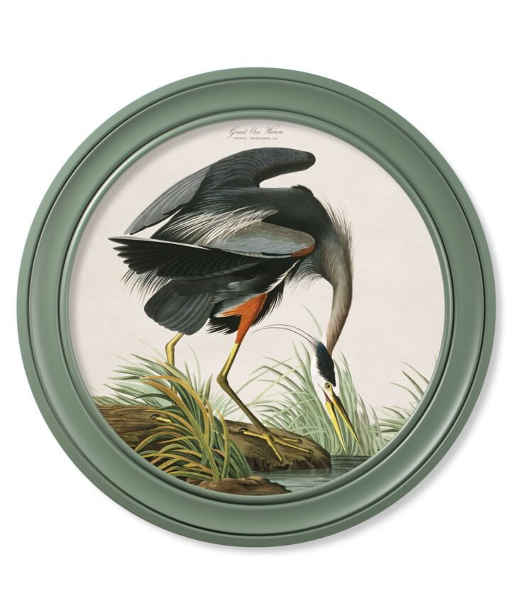 c.1838 Audubon's Great Blue Heron in Green Frame