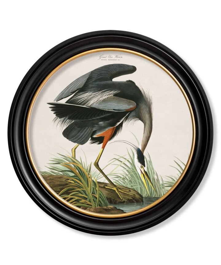 c.1838 Audubon's Great Blue Heron