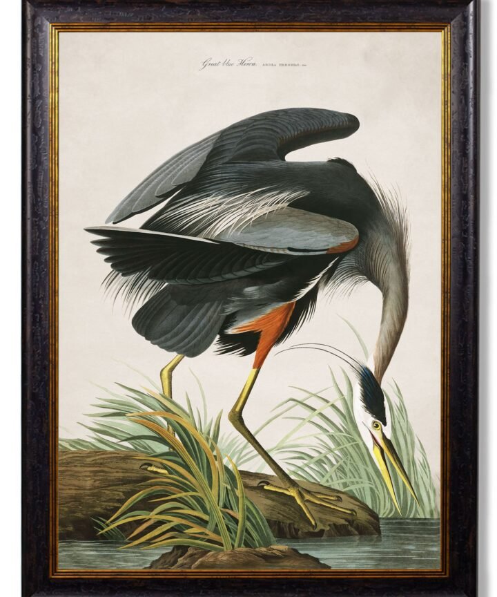 c.1838 Audubon's Great Blue Heron