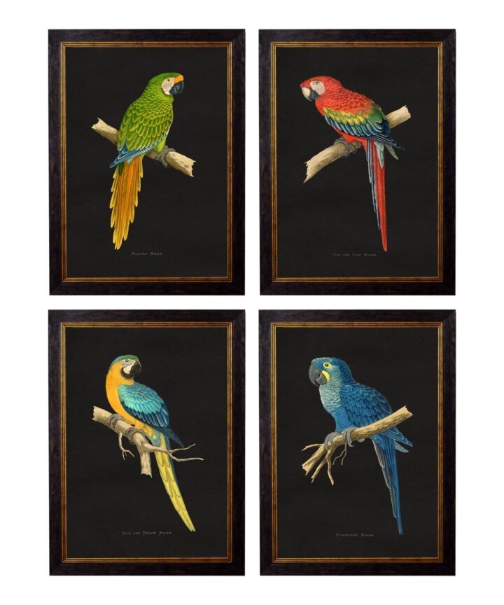 c.1884 Macaws - Dark Background