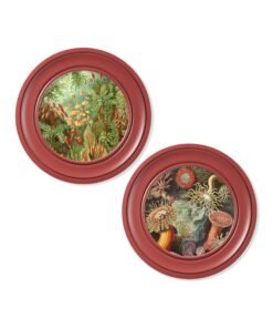 Alternative view of c.1904 Haeckel Flora and Fauna - Round Frames Red