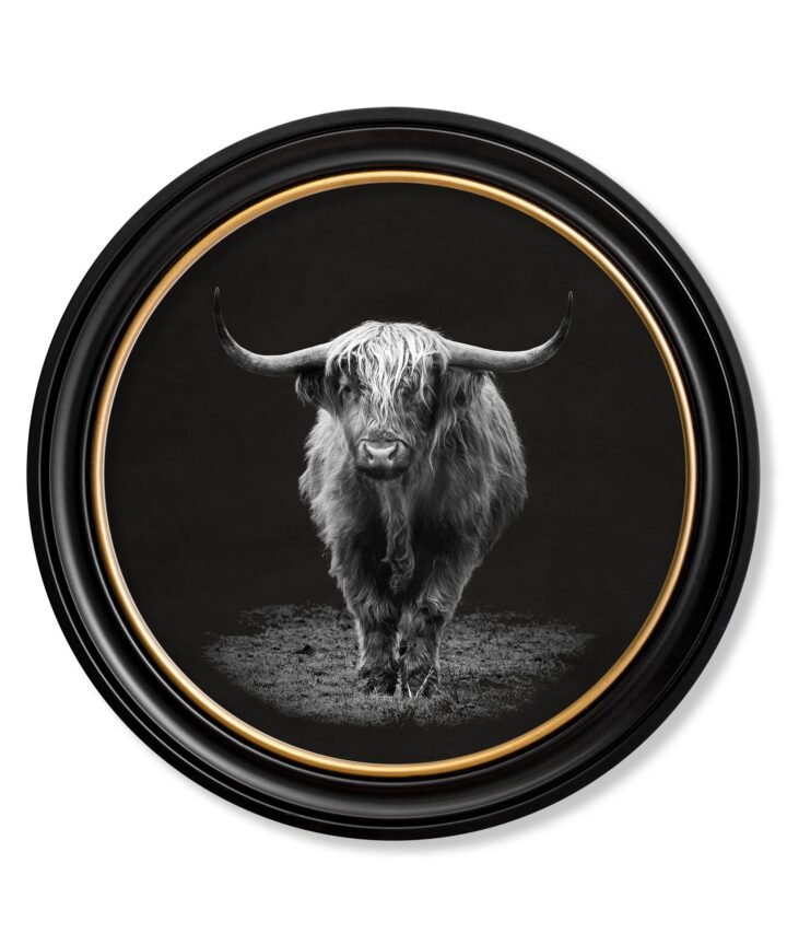 Wildlife Photography - Highland Cow - Round Frame