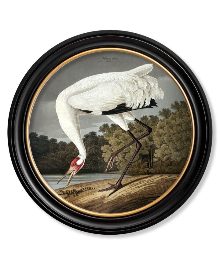 c.1838 Hooping Crane in Round Frame