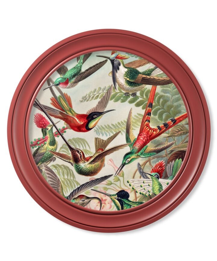 c.1904 Haeckel Hummingbirds - Red Frame
