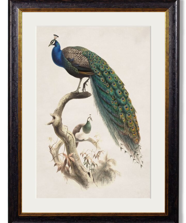 c.1800's Indian Blue Peacock