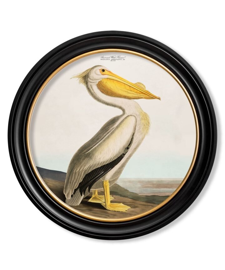 c.1838 Audubon's Pelican - Light - Round Frame