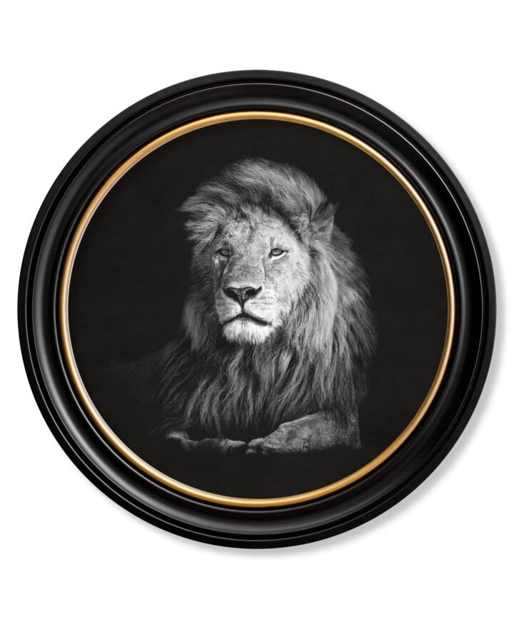 Wildlife Photography - Lion - Round Frame