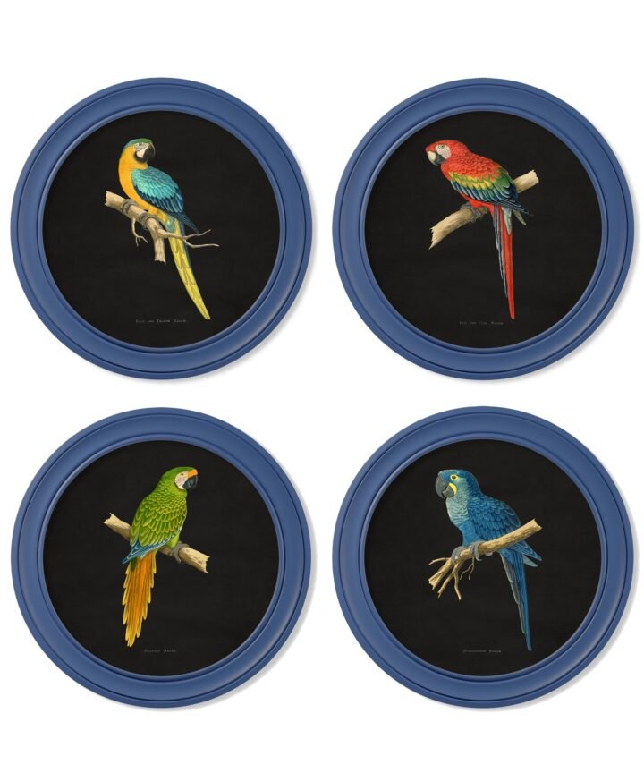 C.1884 Collection of Macaws in Round Frames Blue