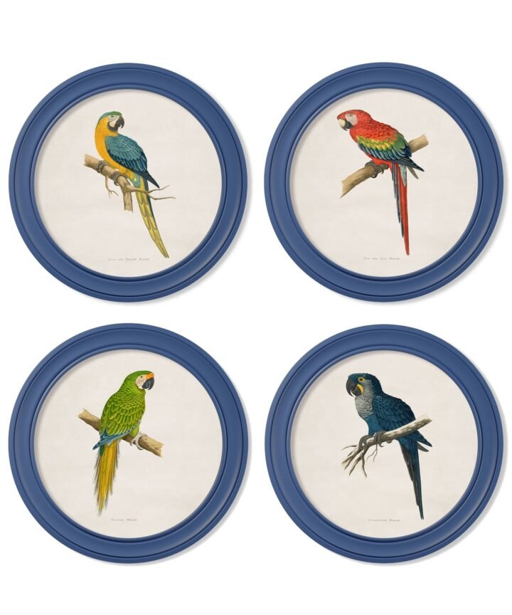 C.1884 Collection of Macaws in Round Frames Blue