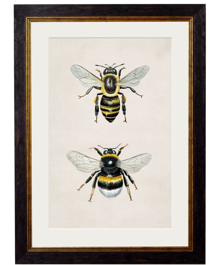 Honey and Bumble Bee