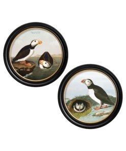 c.1838 Audubon's Puffins - Round Frame