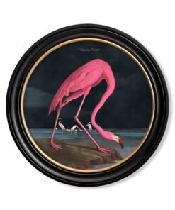 c.1838 Audubon's Flamingo - Dark - Round Frame