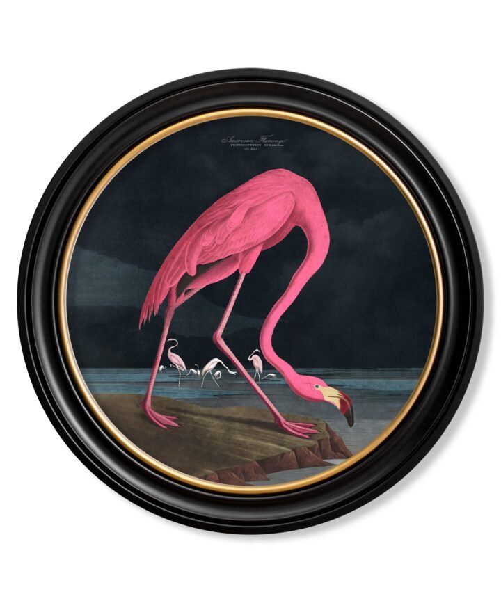 c.1838 Audubon's Flamingo - Dark - Round Frame
